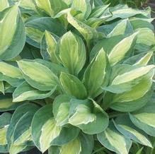 Hosta 'Gypsy Rose' Hosta 'Gypsy Rose'