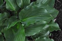 Hosta 'Invincible' Hosta 'Invincible'