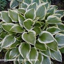 Hosta 'Don Stevens' Hosta 'Don Stevens'