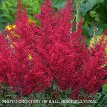 Astilbe 'Red Sentinel'