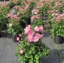 Anemone 'Pretty Lady Emily' Anemone 'Pretty Lady Emily'