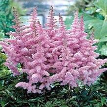 Astilbe 'Heart and Soul' Astilbe 'Heart and Soul'