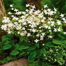 Epimedium 'Niveum' Epimedium 'Niveum'
