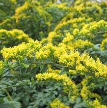 Solidago 'Fireworks' Solidago 'Fireworks'