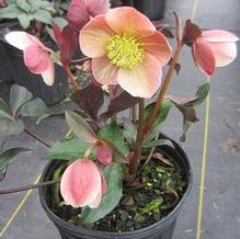 Helleborus 'Merlin' Helleborus 'Merlin'