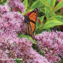 Eupatorium 'Little Joe' Eupatorium 'Little Joe'