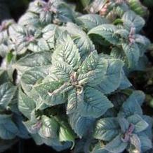 Monarda 'Petite Delight' Monarda 'Petite Delight'