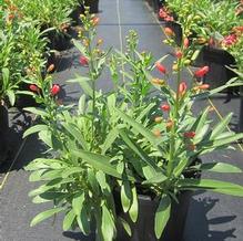 Penstemon 'Red Riding Hood' Penstemon 'Red Riding Hood'