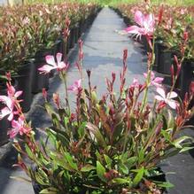 Gaura 'Little Janie'