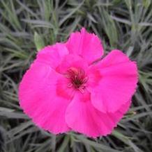 Dianthus 'Bumbleberry Pie' Dianthus 'Bumbleberry Pie'