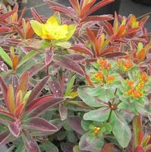 Euphorbia 'Bonfire' Euphorbia 'Bonfire'