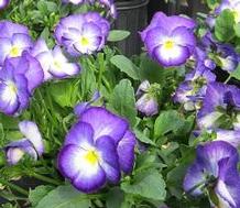 Viola 'Halo Lilac' Viola 'Halo Lilac'