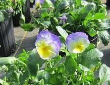 Viola 'Halo Lemon Frost' Viola 'Halo Lemon Frost'