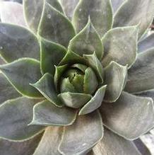 Sempervivum 'Peggy' Sempervivum 'Peggy'