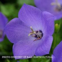 Campanula 'Rapido Blue'