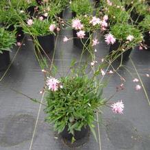 Lychnis 'Petite Jenny' Lychnis 'Petite Jenny'