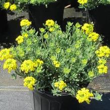 Alyssum 'Golden Springs'