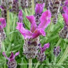Lavandula 'Anouk Deep Rose' Lavandula 'Anouk Deep Rose'