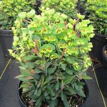 Euphorbia 'Tiny Tim' Euphorbia 'Tiny Tim'