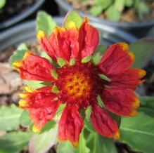 Gaillardia 'Gallo® Bright Red' Gaillardia 'Gallo® Bright Red'