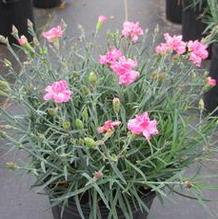 Dianthus 'Starburst' Dianthus 'Starburst'