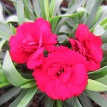 Dianthus 'Oscar® Dark Red' Dianthus 'Oscar® Dark Red'