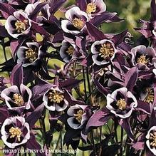 Aquilegia 'Winky Purple White' Aquilegia 'Winky Purple White'