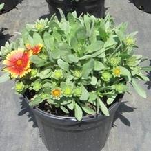 Gaillardia 'Arizona Sun' Gaillardia 'Arizona Sun'