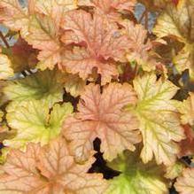 Heuchera 'Topaz Jazz' Heuchera 'Topaz Jazz'