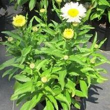 Leucanthemum 'Adorable' Leucanthemum 'Adorable'