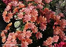 Lewisia 'Constant™Coral' Lewisia 'Constant™Coral'