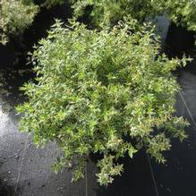 Abelia 'Radiance' Abelia 'Radiance'