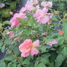 Rosa Peachy Knock Out®