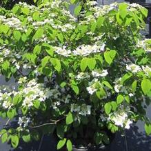 Viburnum 'Kilimanjaro®' Viburnum 'Kilimanjaro®'