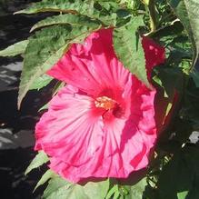 Hibiscus 'Summer In Paradise' Hibiscus 'Summer In Paradise'