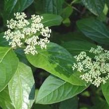 Viburnum nundum 'Winterthur' Viburnum nundum 'Winterthur'