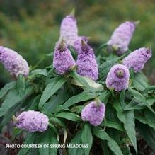 Buddleia Pugster® Amethyst Buddleia Pugster® Amethyst