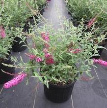 Buddleia 'Blaze Pink' Buddleia 'Blaze Pink'