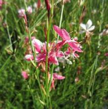 Gaura lindheimeri 'Siskyou Pink'