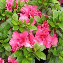 Azalea Bloom-A-Thon® Hot Pink Azalea Bloom-A-Thon® Hot Pink