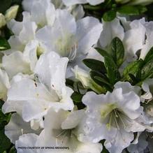 Azalea Bloom-A-Thon® White Azalea Bloom-A-Thon® White