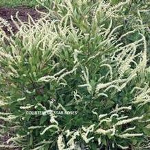 Clethera 'Einstein™' Clethera 'Einstein™'