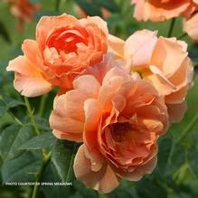 Rosa At Last® Rosa At Last®