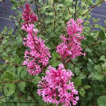 Syringa Bloomerang® 'Dwarf Pink' Syringa Bloomerang® 'Dwarf Pink'