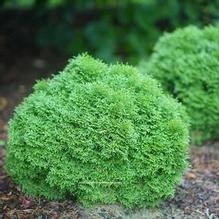 Thuja 'Tiny Tot™' Thuja 'Tiny Tot™'