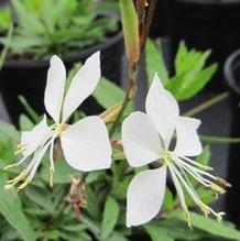 Gaura lindheimeri 'Whirling Butterflies'