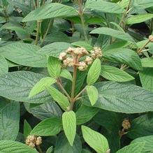 Viburnum 'Alleghany' Viburnum 'Alleghany'