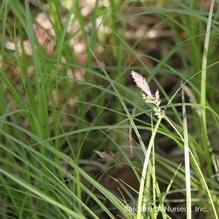 Carex pensylvanica Carex pensylvanica