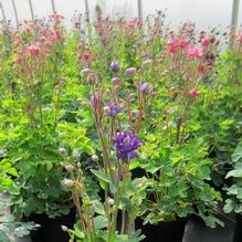 Aquilegia 'Clementine Mix' Aquilegia 'Clementine Mix'