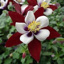 Aquilegia 'Swan Burgundy & White' Aquilegia 'Swan Burgundy & White'